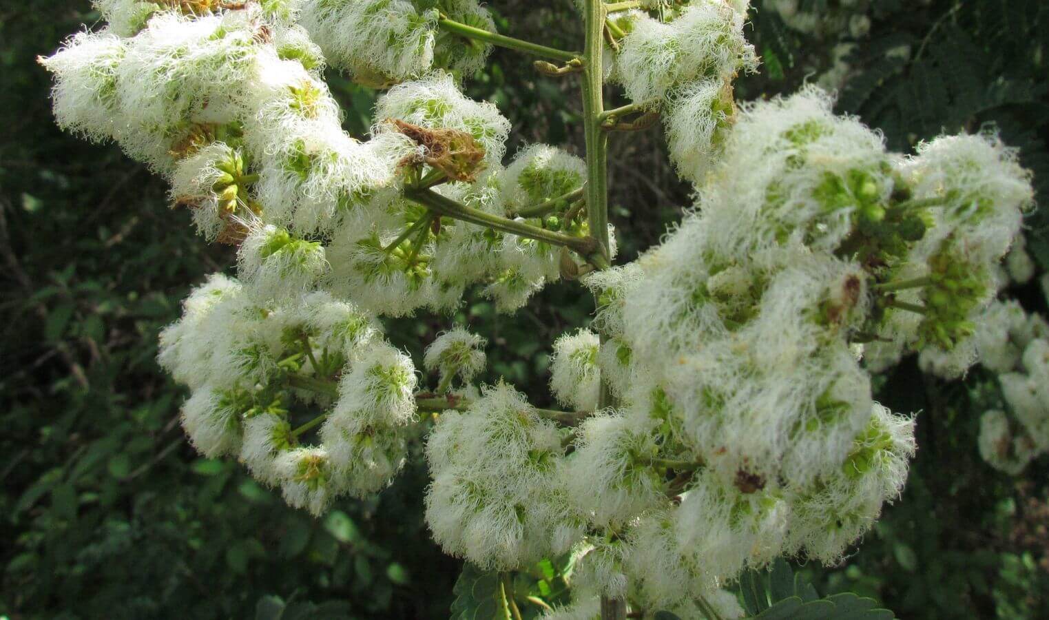 Albizia tomentosa